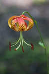 Carolina lily